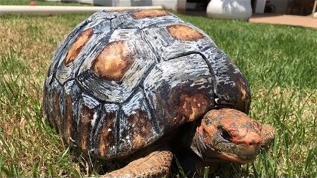 Chú rùa đầu tiên trên thế giới được gắn mai rùa tạo bằng công nghệ in 3D